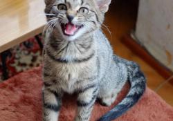 Miau!